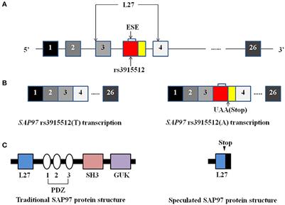 Association of the Synapse-Associated Protein 97 (SAP97) Gene Polymorphism With Neurocognitive Function in Schizophrenic Patients